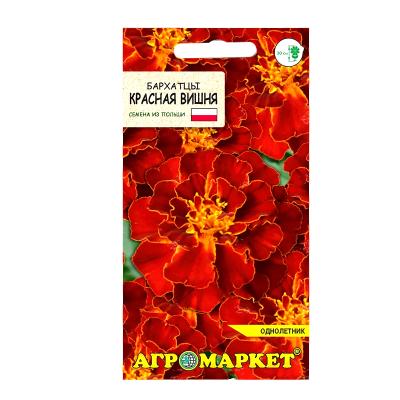 бархатцы Красная вишня