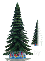 Ель ствольная "Таежная" Ель ствольная "Таежная"