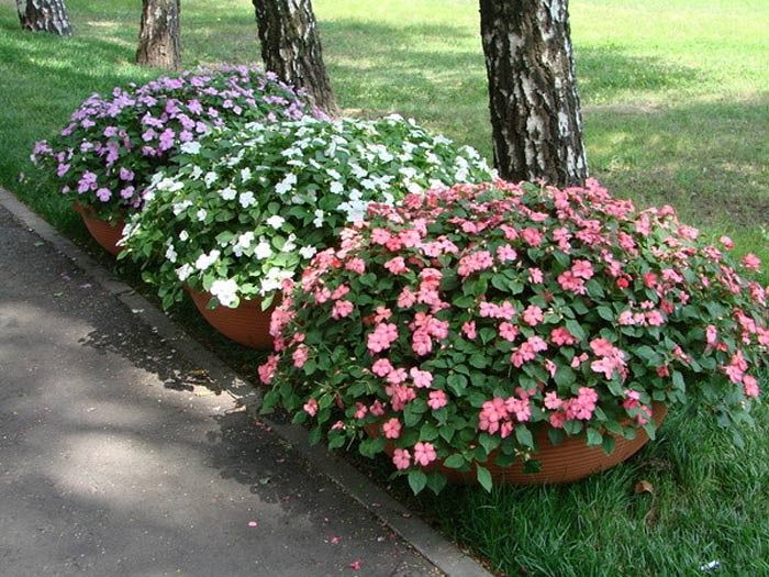 Какие цветы посадить на даче в апреле. Катарантус. клумба катарантус геранью. петуния и катарантус на клумбе. цветы в вазонах на даче.