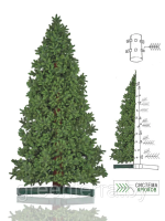 Большая ель "Моё дерево" Большая ель "Моё дерево"