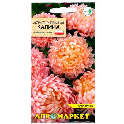 астра пионовидная Калина