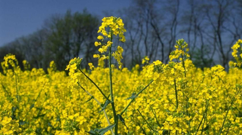Применение сидератов в качестве удобрения для различных культур