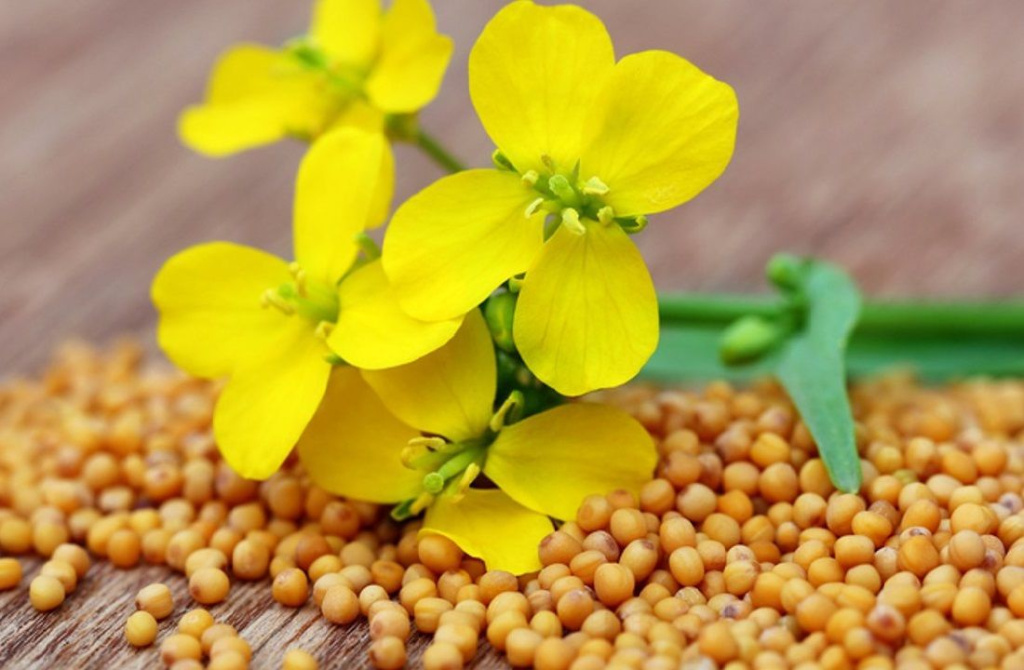 Горчица-белая-4.jpg Горчица-белая-4.jpg