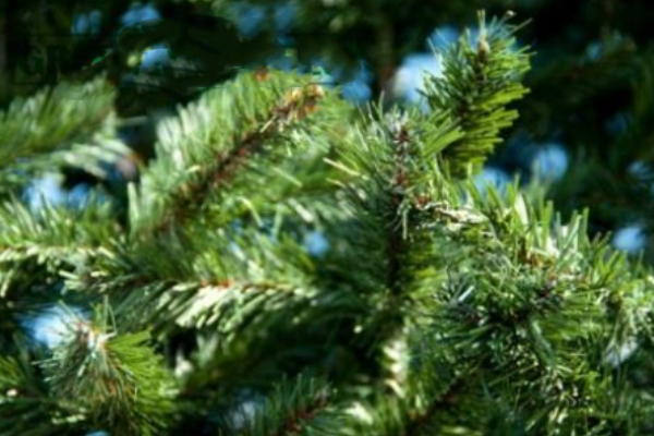 зелёная хвоя.jpg зелёная хвоя.jpg