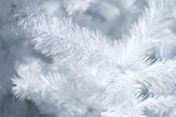 белая хвоя.jpg белая хвоя.jpg