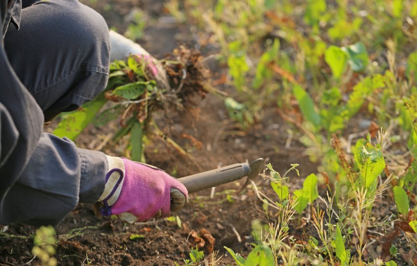 борьба с сорняками (4).jpg