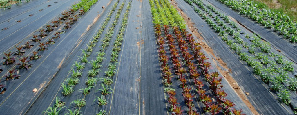 борьба-с-сорняками-мульчирование.jpg борьба-с-сорняками-мульчирование.jpg