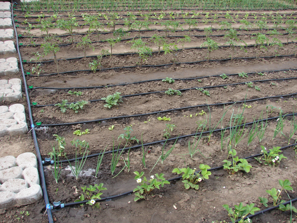 капельный полив пример 3.jpg