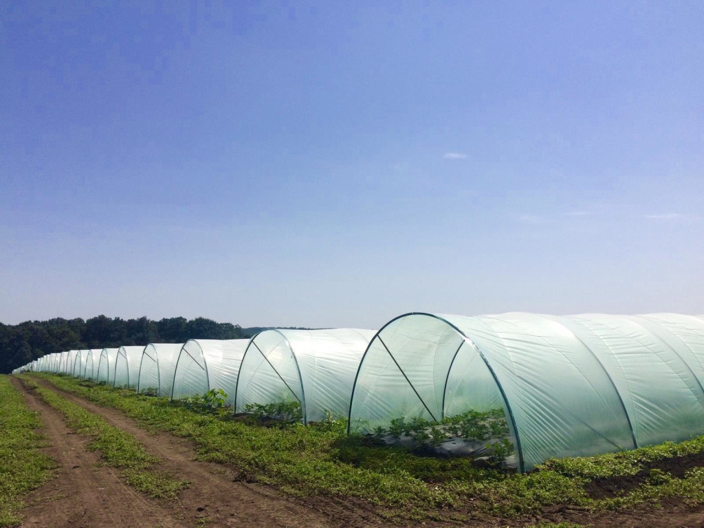 плёнка для парников (2).jpg