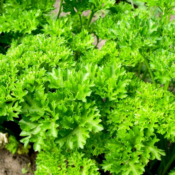 петрушка курчавая Вега