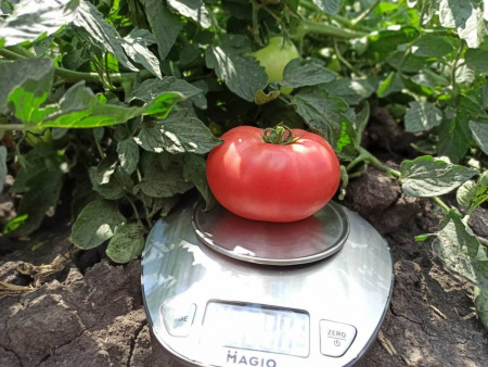 томат МПинк Буш F1