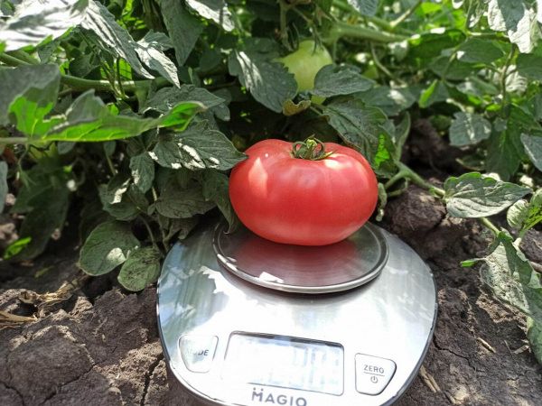 томат Пинк Буш F1