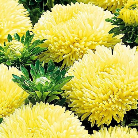 астра Баллон желтый, 0.05гр