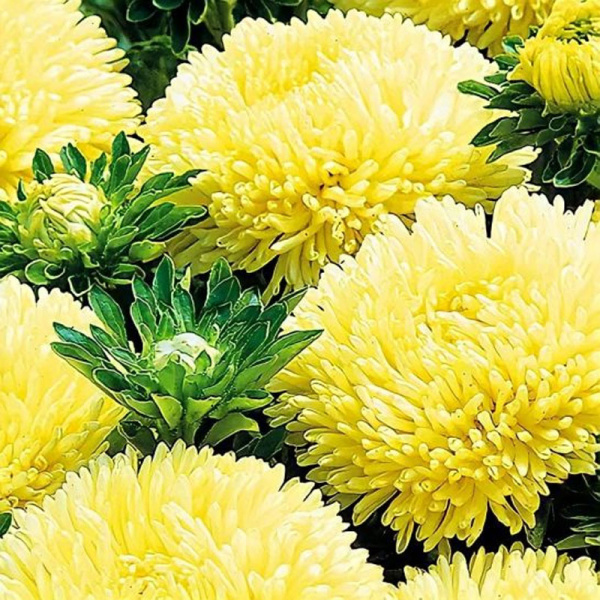 астра Баллон желтый, 0.05гр