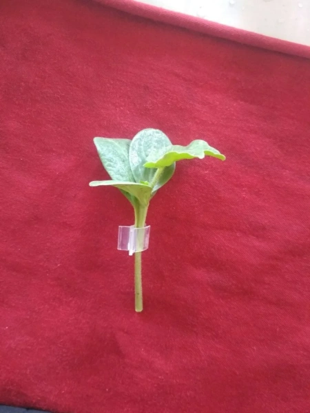 подвой Рутпауэр F1 