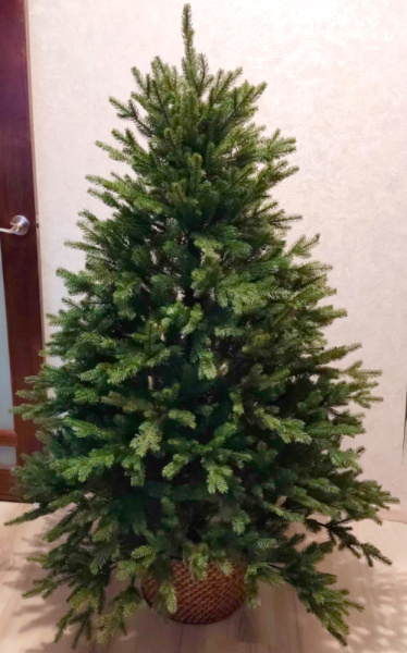 Елка "Шербрук" 