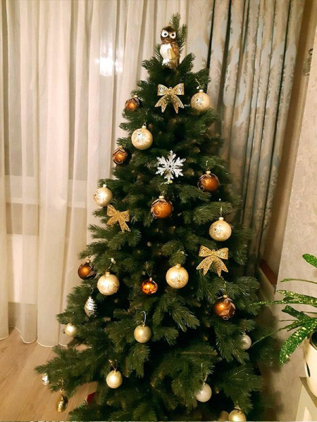 Сосна "Тундра"