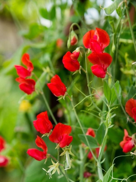 горошек душистый Спенсер красный, 1 гр