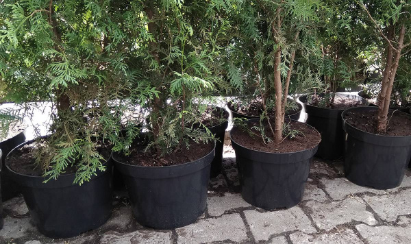 Горшок круглый под саженцы 10л, ø 28см, высота 23 см