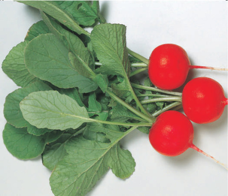 редис Глориетт F1