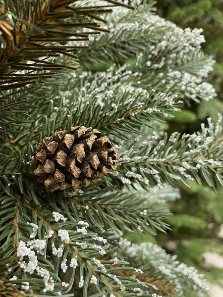 Елка "Квебек"