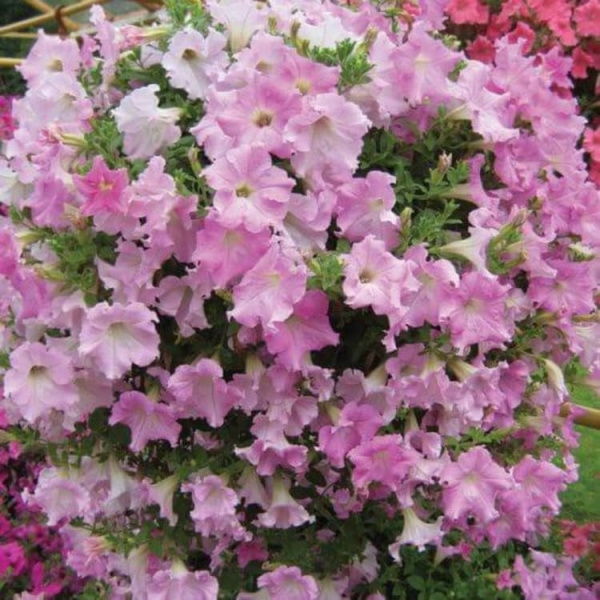 петуния Даймонд Перли Шейдз F1