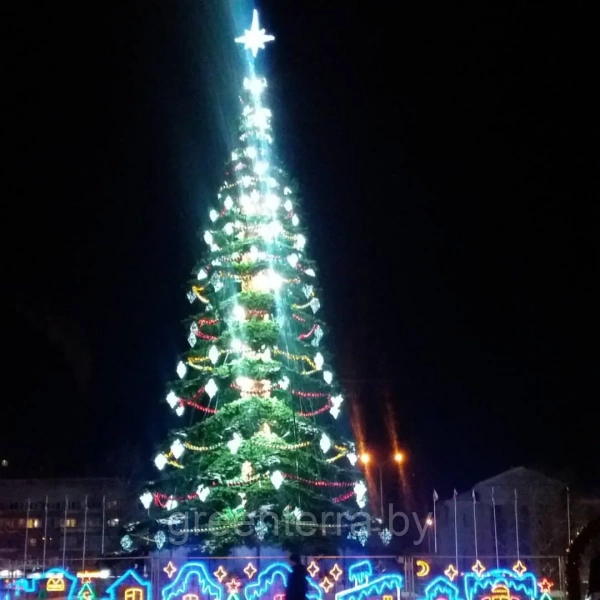 Ель ствольная "Таежная" Ель ствольная "Таежная"