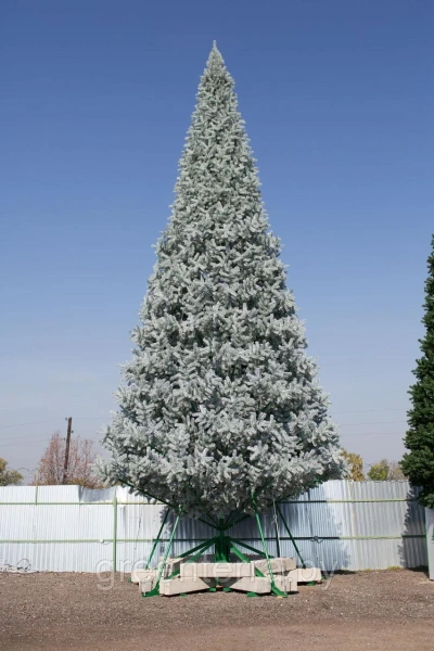 Уличная ствольная ель "Альпийская" Уличная ствольная ель "Альпийская"