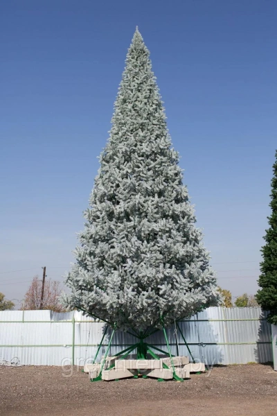 Уличная ствольная ель "Альпийская" Уличная ствольная ель "Альпийская"