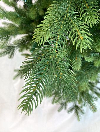 Елка "Ванкувер"