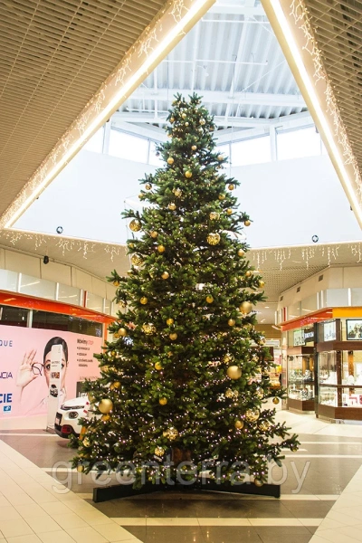 Большая ель "Моё дерево" Большая ель "Моё дерево"