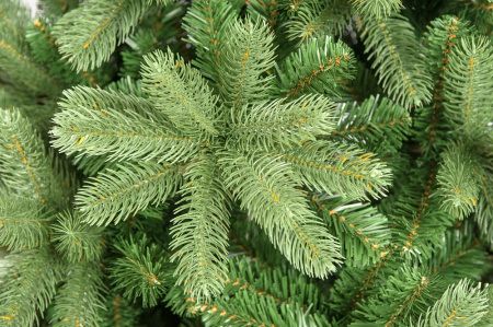 Ель "Русская Красавица"