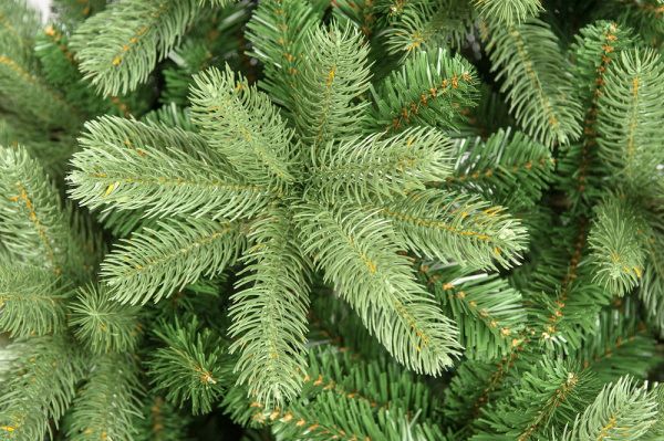 Ель "Русская Красавица"