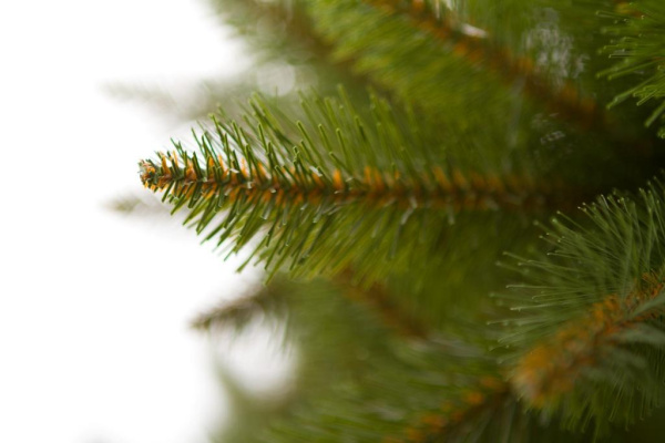 Елка "Бовари"