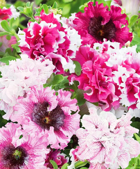 петуния Черный триумф