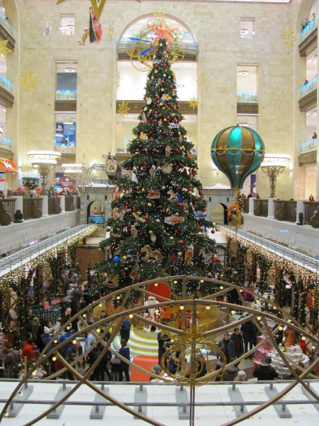 Ель ствольная "Таежная"