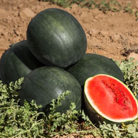 арбуз Мулат F1