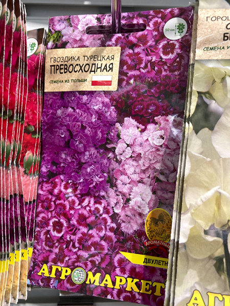 Гвоздика турецкая Превосходная
