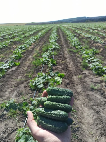 огурец партенокарпический Мария F1