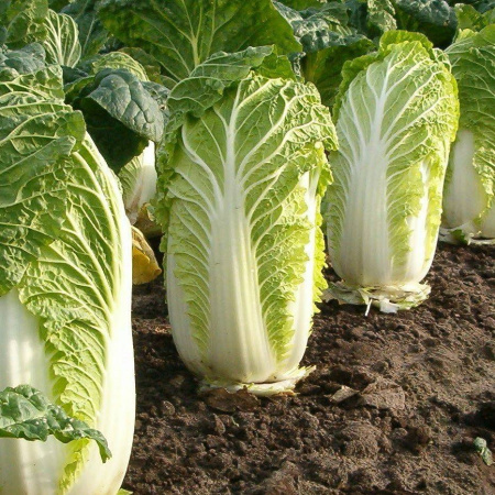 капуста пекинская Ричи F1