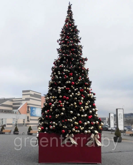 Большая ель ствольная "Клеопатра" Большая ель ствольная "Премьера"
