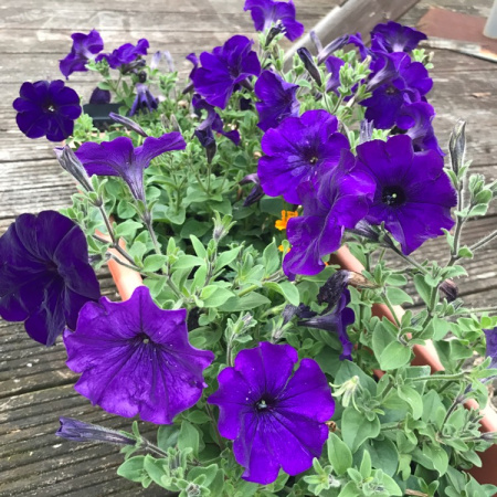 петуния Андреа F1