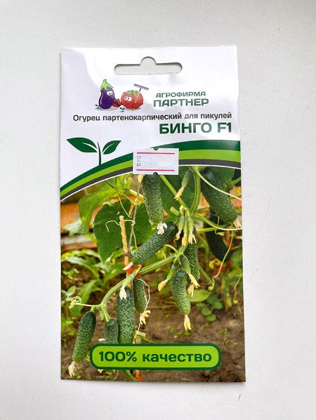Огурец партенокарпический Бинго F1 