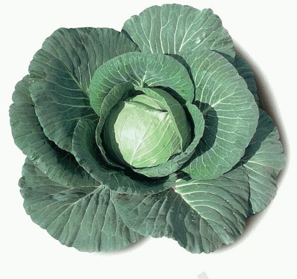 капуста белокочанная Элиза F1