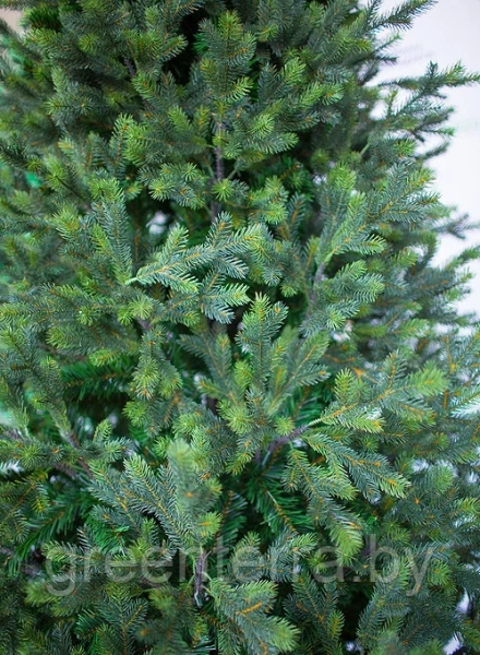 Ель интерьерная "Сказочная" премиум Ель интерьерная "Сказочная" премиум