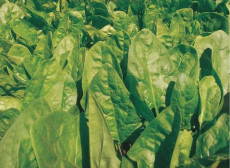 шпинат Клиппер F1