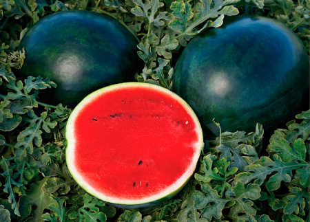 арбуз Мулат F1