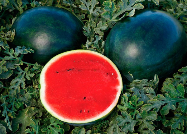 арбуз Мулат F1