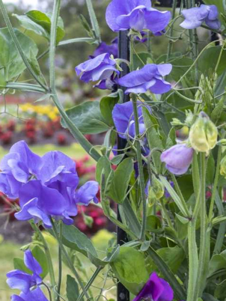 горошек душистый Спенсер голубой, 1 гр