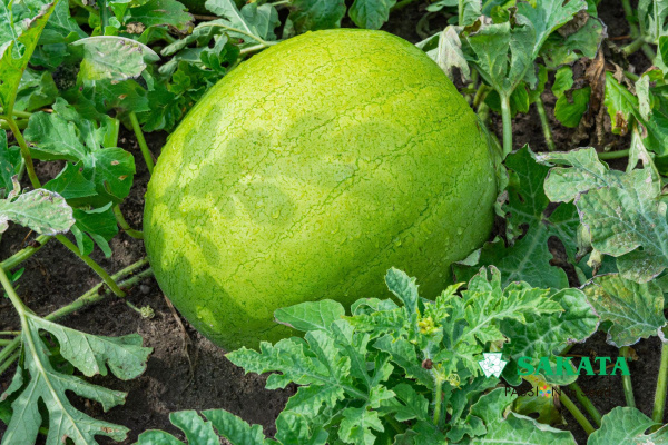 арбуз Эль Уафи F1, 5шт